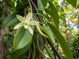 flower. flower, nature, plant, blossom, white, flowers, garden, bloom, beauty, tropical, flora, plumeria, spring, frangipani, leaf, summer, tree, floral, pink, petal, beautiful, leaves, blooming, yell
