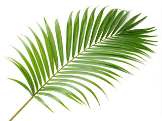 Obraz premium palm leaf isolated on white. leaf, nature, green, palm, tree, plant, tropical, leaves, isolated, foliage, summer, abstract, branch, white, plants, texture, pattern, forest, spring, botany, fern, frond