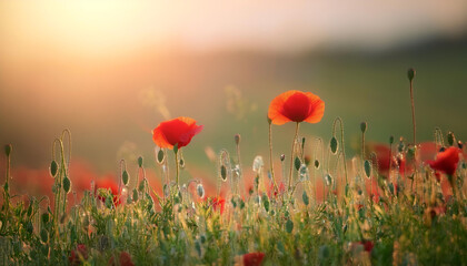 Obraz premium Fresh Poppy flower on natural background
