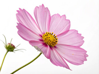 Obraz premium flower, pink, nature, daisy, garden, purple, plant, spring, blossom, beauty, bloom, cosmos, summer, petal, flora, floral, macro, isolated, closeup, flowers, white, yellow, color, petals, blooming