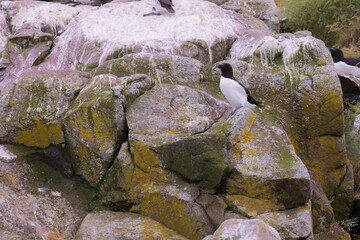 Sea Birds Perched On Rocks