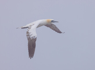 Gannet In Flight