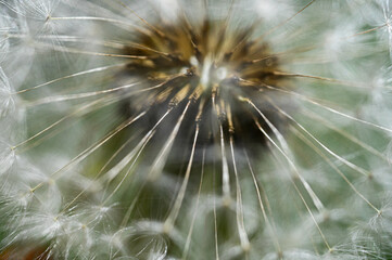 close up of dandelion