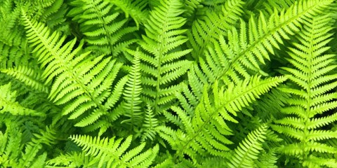 Close-up of lush green fern leaves with soft natural lighting, highlighting the intricate patterns and textures, perfect for nature or botanical themes,space for text