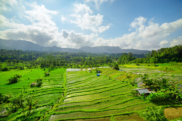Awesome view of scenic rice terraces in Bali, Indonesia