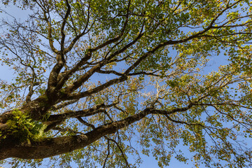 An urban tree canopy in Porto Portugal at the Jardins dos Sentimentos provides climate resilience and cooling effect in the city of Porto