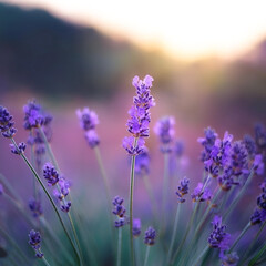 Naklejka premium Fresh Lavender flower on natural background