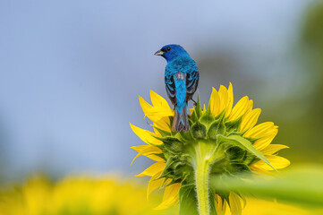 Indigo Bunting On A Sunflower
