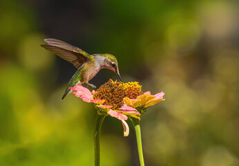 Ruby-Throated Hummingbird Over Flowers