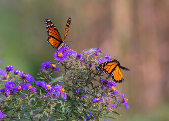 Monarch Butterflies Seen On Aster
