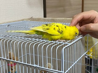 セキセイインコなでなで