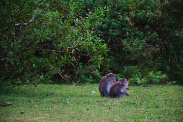 monkey couple in the grass