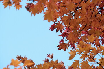 紅葉　もみじ　秋　秋空