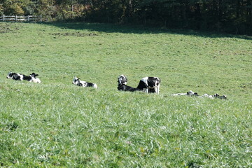 放牧された牛　酪農　牛　ホルスタイン