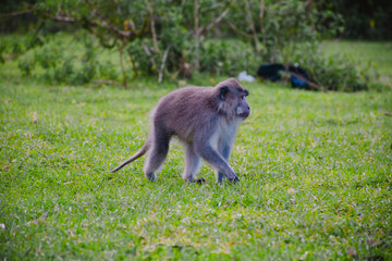 Monkey walking on the grass in the jungle