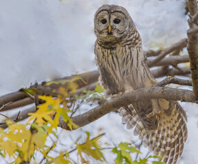 Barred Owl On Branch