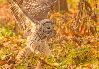 Barred Owl With Vole