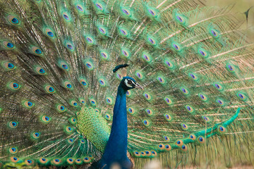 Obraz premium Sri Lankan Birds in Wilpattu National Park, Sri Lanka 