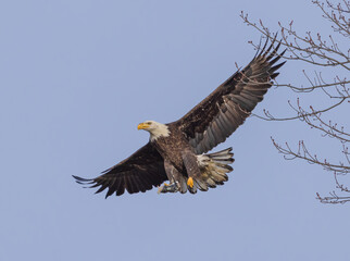 bald eagle in flight