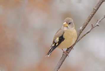 Fototapeta premium A Female Evening Grosbeak Perched On Branch