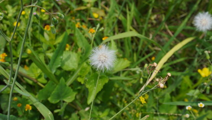 dandelion on grass