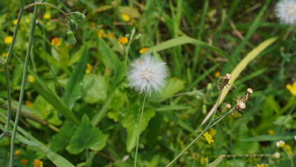 dandelion on grass