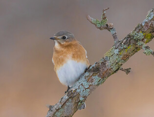 Female Bluebird On Lichen Filed Branch