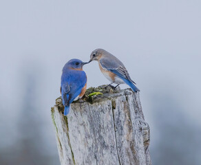 Two Bluebirds