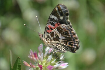 Photo of a butterfly.