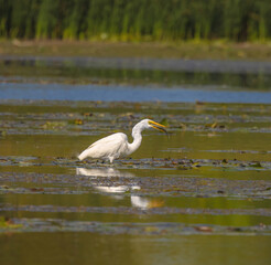 Great White Egret Feeding