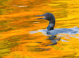 Common Loon Enjoying Autumn Reflections