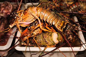 Some lobsters inside a white plastic container, at the fish market in Fortaleza, capital of the state of Ceará, northeast of Brazil