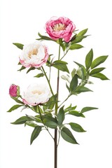 Obraz premium Beautiful Pink and White Peony Flower Arrangement with Lush Green Leaves, Perfect for Home Decor and Floral Design Projects, Capturing Elegance and Nature's Beauty