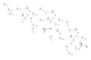 Dandelion Logo, Vector Plant Dandelion flower, Design Icon Template