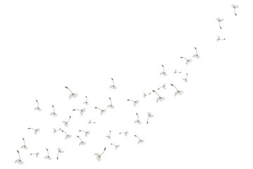 Dandelion Logo, Vector Plant Dandelion flower, Design Icon Template