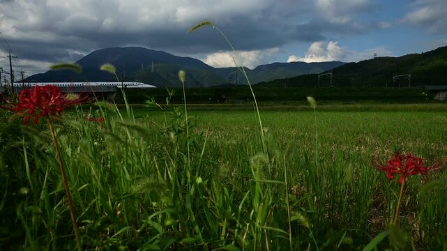 彼岸花の咲く伊吹山麓を走る東海道新幹線N700S （東海道新幹線 米原 - 岐阜羽島, 2024年9月）