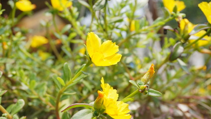 Obraz premium yellow flowers