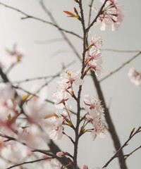 Obraz premium Minimalist Cherry Blossom Branch on White Background