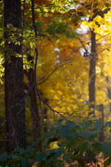 Fototapeta premium Autumn forest in the morning