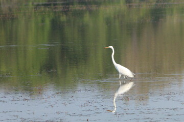 Sri Lankan Birds in Wilpattu National Park, Sri Lanka 