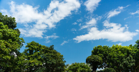 Obraz premium Green tree leaves in blue sky with clouds