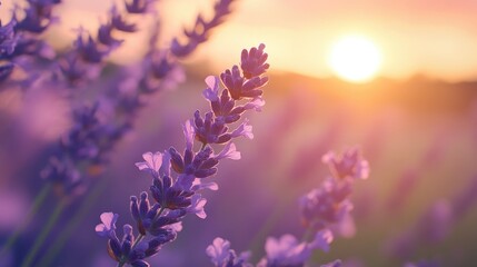 Obraz premium Softly focused lavender flowers at sunset create a blooming landscape This fragrant violet herb is essential for harvesting perfume production and aromatherapy