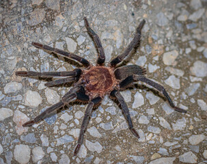 tarantula on the wall