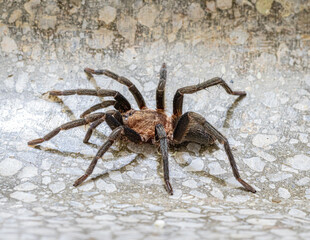 tarantula on the wall