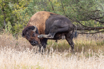 Large American bison scratching face with back hoof in national park