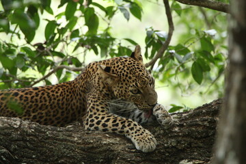 Sri Lankan Leopards in Wilpattu National Park, Sri Lanka 