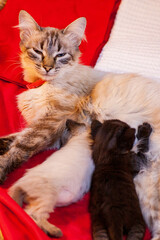 the cat gave birth to kittens. Mother cat gave birth in the sand new family cat born in Carton