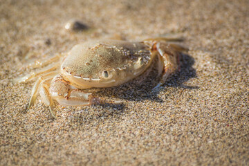 paddle crab digging itself into the sand to hide