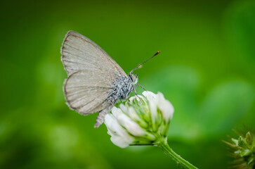 Close up of Common grass blue butterfly