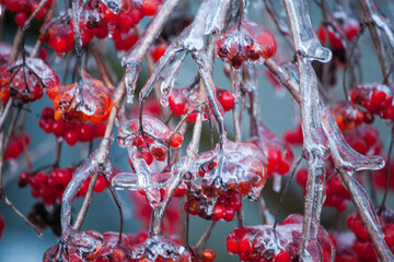 Red viburnum berries frozen by the first frosts in December. Viburnum fruits covered with ice and frost. Winter berries with vitamins